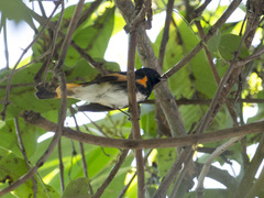 Setophaga ruticilla