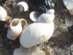 Succinella oblonga