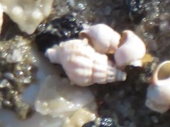 Propebela turricula