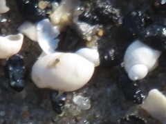Succinella oblonga