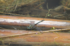 Arigomphus