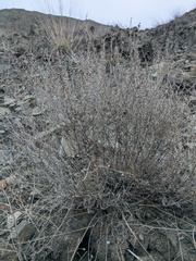 Artemisia taurica