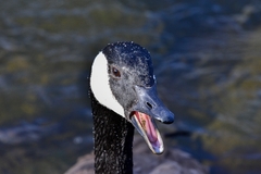Branta canadensis