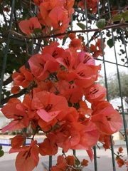 Bougainvillea