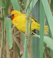 Ploceus xanthopterus marleyi