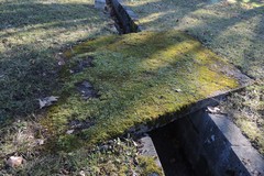 Brachythecium glareosum