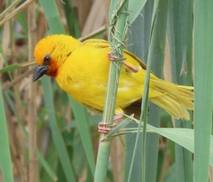 Ploceus xanthopterus marleyi