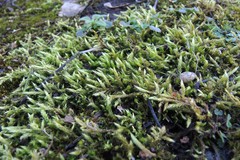 Brachythecium glareosum