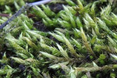 Brachythecium glareosum