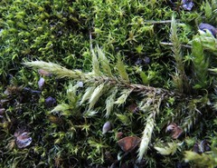 Brachythecium glareosum