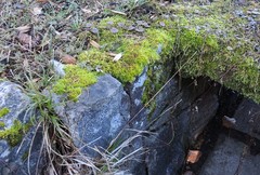 Sciuro-hypnum plumosum