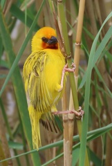 Ploceus xanthopterus marleyi