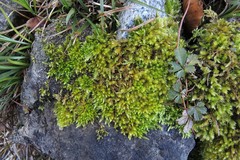 Sciuro-hypnum plumosum