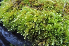 Sciuro-hypnum plumosum