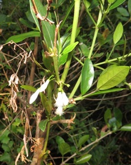 Tricalysia