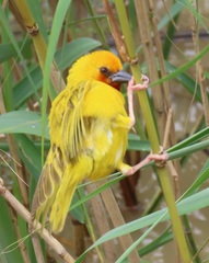 Ploceus xanthopterus marleyi