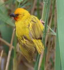 Ploceus xanthopterus marleyi