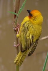 Ploceus xanthopterus marleyi
