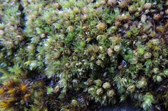 Ptychostomum elegans