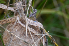 Lepidocyrtus paradoxus