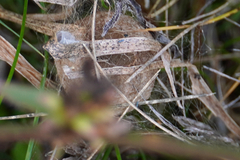 Lepidocyrtus paradoxus