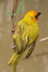 Ploceus xanthopterus marleyi