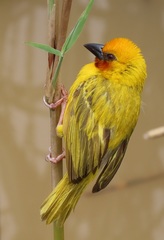 Ploceus xanthopterus marleyi