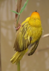 Ploceus xanthopterus marleyi