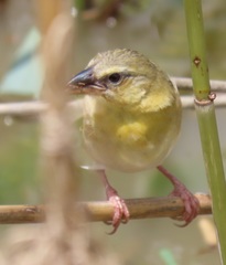 Ploceus xanthopterus marleyi