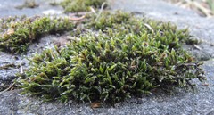 Schistidium elegantulum