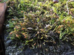 Schistidium elegantulum