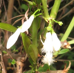 Tricalysia