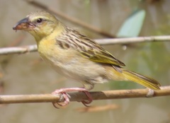 Ploceus xanthopterus marleyi