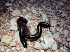 Archispirostreptus gigas