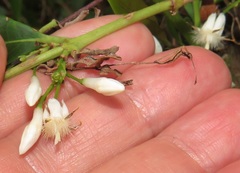 Tricalysia