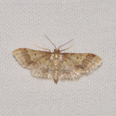 Idaea furciferata