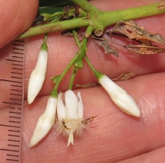 Tricalysia