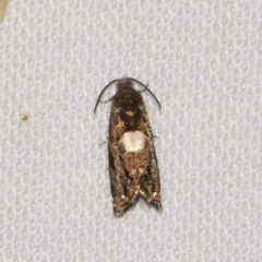 Cydia albimaculana