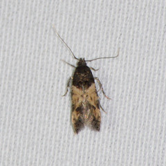 Walshia miscecolorella
