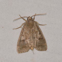 Ipimorpha pleonectusa
