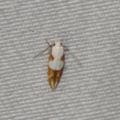 Mompha circumscriptella