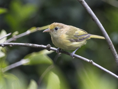 Pachysylvia aurantiifrons