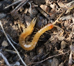 Theatops erythrocephalus