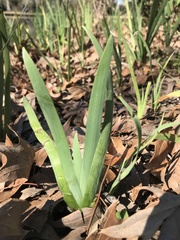 Iris brevicaulis