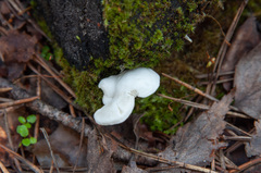 Clitocybe truncicola