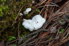 Clitocybe truncicola