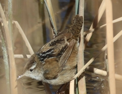 Cistothorus palustris plesius