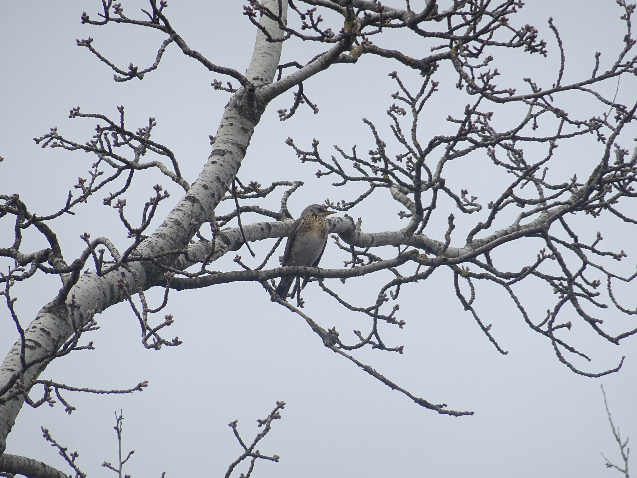 Fieldfare