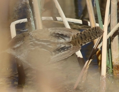 Cistothorus palustris plesius