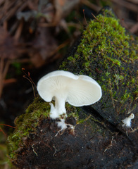 Clitocybe truncicola